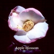 Apple Blossom